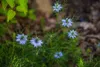 SAFLAX - BIO - čierny kmín - Nigella sativa - 300 Semená Náhľad obrázku produktu 8