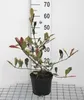 Photinia fras. 'Pink Marble'® ('cassini'®) - Weißgrüne Produktbild-Vorschau 1