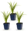 Green boutiQ - Staude - Hemerocallis Autumn Red - Taglilie Produktbild-Vorschau 2