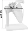 Anatomie Model kostry Model lidského ramene Anatomie v Náhled obrázku produktu 4