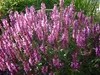 Stauden Gänge 1 x Salvia nemorosa 'Sensation Pink ®' im 1 Produktbild-Vorschau 5