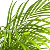 Goldfruchtpalme - Dypsis Areca Lutescens inkl. Naturkorb - Produktbild-Vorschau 3