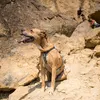 Ruffwear Hundegeschirr DoubleBack™ Harness Cloudburst Gray, Produktbild-Vorschau 5