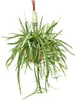 Listový kaktus Lepismium bolivianum, průměr 17 cm, výška 55 Náhled obrázku produktu 1
