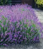 A large bush of lavender flowers in a garden setting with a pathway and steps in the background. Produktbild-Vorschau