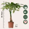 Arbre à argent - Pachira aquatica - Hauteur 60-70cm - ⌀17cm Voir les images du produit 2