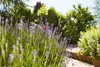 A close-up view of lavender plants in a garden setting, with a pathway and lush greenery in the background. Produktbild-Vorschau