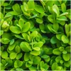 Plants by Frank | Buchsbaum Pflanzen | Buxus | Produktbild-Vorschau 3