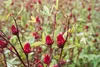 Hibiskusblüten ganz und getrocknet 250 g I 100% natürlich Produktbild-Vorschau 5