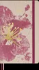 Moleskine 18 Monate Sakura Wochen Notizkalender limitierte Produktbild-Vorschau 1