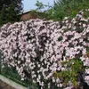 A dense wall of pink clematis flowers climbing over a green metal fence, with a brick building and trees in the background. Anteprima dell’immagine prodotto