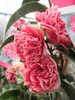 Japanische Kamelie Volunteer - Camellia japonica Volunteer Produktbild-Vorschau 2