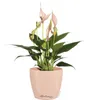 DECO 28 - Übertopf Magnolie | Ø 28 × 26 cm | matte Produktbild-Vorschau 9