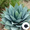 Exotické semená - balenie 5 ks - Mrazuvzdorná - Agave Náhľad obrázku produktu 1