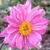 6 x Herbst Anemone  - Anemone hybride 'Pamina'  | Topf 9cm Produktbild-Vorschau 1