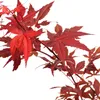Sada 3 kusov Acer palmatum ‘Atropurpureum’ – japonský Náhľad obrázku produktu 3