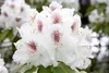 Rhododendron Hybr. 'Schneebukett', weiß, 30–40 cm Produktbild-Vorschau 7