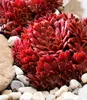 BALDUR Garten 2er Sempervivum Arctic White® & Coral Red®, Produktbild-Vorschau 3