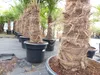 2 Stück Trachycarpus fortunei, 70 - 100 cm Stamm, 210 - 250 Produktbild-Vorschau 9