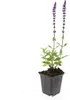 Salvia nemoroze 'Caradonna' 24 planten Tiefviolette Productafbeelding-voorbeeld 4