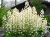Stauden Gänge 3 x Tiarella cordifolia - Schaumblüte - Zarte Produktbild-Vorschau 6