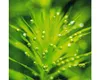 Dennerle Plants CO2 Starter Kit Produktbild-Vorschau 5