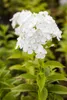 Phlox paniculata 'Fujiyama', Flammenblume, weiß, ca. 11x11 Produktbild-Vorschau 1