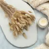 Getrocknete Hasenschwanzgras - (Lagurus) - Natur Produktbild-Vorschau 7