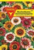 Sommer-Margeriten Mischung Produktbild-Vorschau 1