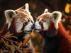 CALVENDO Puzzle Roter Panda - schmusen | 1000 Teile Produktbild-Vorschau 3