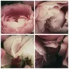 Bild auf Leinwand - Leinwandbild - Pfingstrose Blume - Produktbild-Vorschau 8