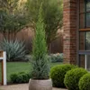 Toskanische Zypresse - Cupressus sempervirens 'Totem' - Produktbild-Vorschau 6
