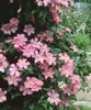 Clematis Hybrid 'Comtesse de Bouchaud', rosa Blüten, 40–60 Produktbild-Vorschau 8