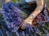 Lavendelblüten - tiefblau aus der Provence - Lavendel Produktbild-Vorschau 5