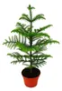 Araukaria (Sapin d'intérieur) - Araucaria heterophylla - Podgląd zdjęcia produktu 1