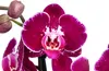 Dehner Schmetterlingsorchidee Binty, Phalaenopsis Produktbild-Vorschau 2