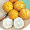 Cucumber Lemon Apple | Semena okurek od Buzzy Seeds Náhled obrázku produktu 6