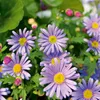 Australisches Gänseblümchen Blausternchen Samen - Produktbild-Vorschau 3