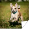 MuchoWow® Poster Ein lächelnder Chihuahua hüpft durch das Produktbild-Vorschau 1