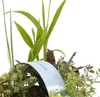 Bloomique - 6er Set - Heimische Teichpflanzen - Produktbild-Vorschau 2