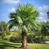Chinesische Hanfpalme - 2 Stk - Trachycarpus Fortunei - Produktbild-Vorschau 6