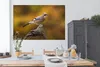 MuchoWow® Poster Vogel - Zweig - Eichelhäher 180x120 cm - Produktbild-Vorschau 3