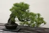 SAFLAX - Mittelmeer-Pinie - Pinus pinea - 6 Samen Produktbild-Vorschau 4