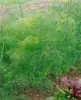 Foeniculum vulgare, Fenchel, aromatisch, ca. 9x9 cm Topf Produktbild-Vorschau 13