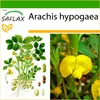 SAFLAX - Arašidový - Arachis hypogaea - 8 Semená - S Náhľad obrázku produktu 9