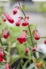 Penstemon barbatus 'Coccineus', Bartfaden, leuchtend rot, Produktbild-Vorschau 3
