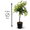 Combava - agrume méditerranéen - arbre fruitier - ↕ 110-120 Voir les images du produit 3