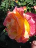 Beetrose Gartenspaß® - Rosa Gartenspaß® - Kordes Rose - Produktbild-Vorschau 1