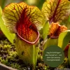 Pflanzensamen, Sarracenia-Trompetenblatt Produktbild-Vorschau 6