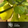 Citronnier limon - citrus limon - agrume méditerranéen - Voir les images du produit 2